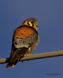 American Kestrel