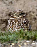 Burrowing Owl