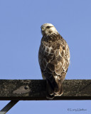 Rough-legged Hawk