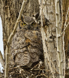 Great Horned Owl