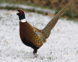 Ring-necked Pheasant