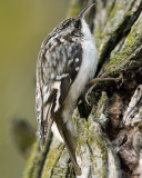 Brown Creeper