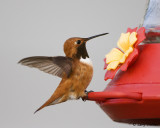 Rufous Hummingbird