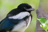 Magpie (Baby learning to Fly)