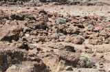 Life Among Lava Rocks 