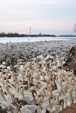 Water Birds On Vistula River