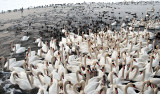 Swans , Ducks And Gulls
