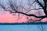 Sunset Under The Tree