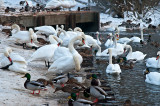 Swans And Ducks