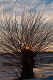 Sunset Behind Willow