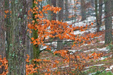 Autumn Leaves In Winter