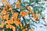 Foliage Autumnal Against Evergreens