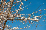 Bright Sunshine On The Twigs And Snow