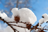 Larch Cones Under White Quilt