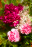 Carnations