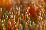Macro In Meadow Of Moss