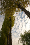 Spring Trees In Clouds