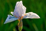 Angels Wings Of Iris