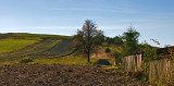 Autumn Fields