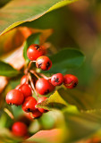 Red Berries