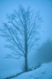 Blue Evening Fog