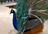 Peacocks Dance