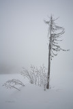 Tree in Snow Storm