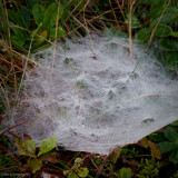 Cadillac Misty Spiderweb
