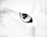 Day 136 - Cats Eye