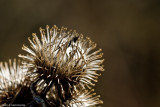 Floral Macro