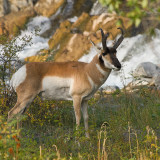 Pronghorn