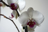 Phalaenopsis aphrodite @f8 with Nikon 4T 5D