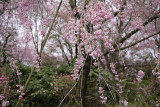 Cherry blossom in Kyoto @f2.2