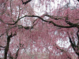 Weeping Sakura in Kyoto