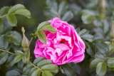 a wild Rose @f1.8 KDN