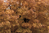 Maple leaves Fujichrome