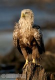 Jūrinis erelis - Haliaeetus albicilla - White-tailed Eagle