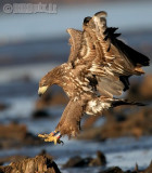 Jūrinis erelis - Haliaeetus albicilla - White-tailed Eagle