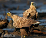 Jūrinis erelis - Haliaeetus albicilla - White-tailed Eagle