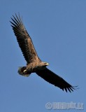 Jūrinis erelis - Haliaeetus albicilla - White-tailed Eagle