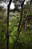 Tasman Trees