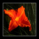 Passion's Hope