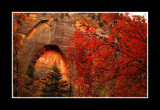 Autumn Arch