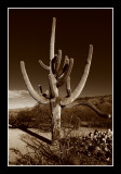 Amazing Saguaro