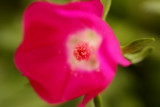 Soft Beauty
