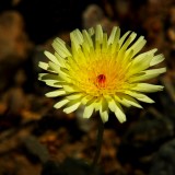 Desert Dandelion