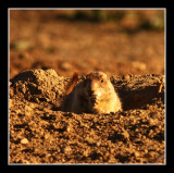 Defiant Prairie Dog