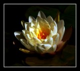 Spring's Renewal