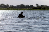 Hippo on Shire River at Liwonde.jpg