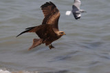 Black Kite - Zwarte Wouw.